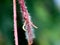 Hairy stem of a creeping weed plant in light pink color, selective focus