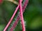 Hairy stem of a creeping weed plant in light pink color, selective focus