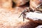 Hairy Striped Knee Tarantula On Rock