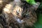 Hairy tabby female cat in garden