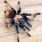 Hairy tarantula spider on a light background