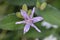 Hairy toad lily