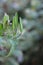 Hairy toad lily