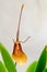 Hairy-tongued Restrepia