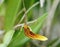 Hairy Tongued Restrepia Orchid