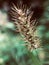 Hairy Uraria flower looks like a dog`s tail