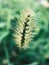 Hairy Uraria flower looks like a dog`s tail