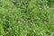 Hairy vetch flowers