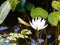 Hairy water lily Nymphaea pubescens flower in the greenhouse