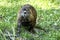 Hairy wet nutria cleaning his hands  in the grass