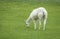 Hairy White Alpaca Eating grass