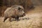 Hairy wild boar, sus scrofa, going on meadow in nature