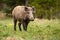 Hairy wild boar walking on meadow in autumn nature.