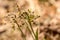 Hairy wood-rush, Luzula pilosa, flowering in april. Norway, Europe.