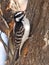 Hairy Woodpecker