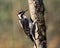 Hairy woodpecker