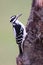 Hairy Woodpecker