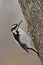 Hairy Woodpecker