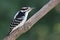 Hairy Woodpecker