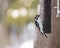 Hairy Woodpecker at Backyard Birdfeeder