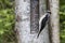 Hairy woodpecker bird