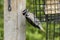 Hairy woodpecker bird