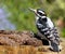 Hairy woodpecker bird on a log