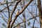 Hairy Woodpecker (Dryobates villosus) perched on tree along hiking trail at Ardagh Bluffs