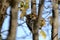 Hairy Woodpecker (Dryobates villosus) perched on tree along Old Brewery Bay