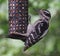 Hairy Woodpecker Feeding