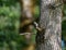Hairy Woodpecker feeding on tree trunk