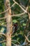 Hairy Woodpecker feeding on tree trunk