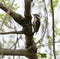 Hairy Woodpecker feeding on tree trunk