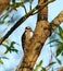 Hairy Woodpecker feeding on tree trunk