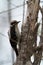 Hairy Woodpecker feeding on tree trunk