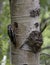 Hairy Woodpecker feeding young