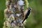 Hairy Woodpecker - Leuconotopicus villosus, living in the Bahamas, Canada, Costa Rica, Guatemala, Honduras, Mexico, Nicaragua,