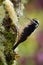 Hairy Woodpecker - Leuconotopicus villosus, living in the Bahamas, Canada, Costa Rica, Guatemala, Honduras, Mexico, Nicaragua,