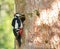 Hairy woodpecker male bird holding food