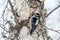 Hairy Woodpecker Perched on a Mature Birch on a Cold December Day