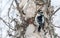 Hairy Woodpecker Perched on a Mature Birch on a Cold December Day