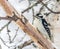 Hairy Woodpecker Perched on a Mature Birch on a Cold December Day