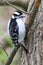 Hairy Woodpecker in a tree