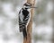 Hairy Woodpecker in Winter