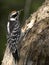 Hairy woodpecker wood