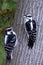 Hairy Woodpeckers- Male and Female