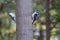 Hairy Woodpeckers (Picoides villosus)