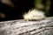 Hairy worm crawling on the log