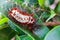 Hairy worm of fruit plants, yellow with long red hairs