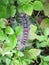 Hairy worm on leaves